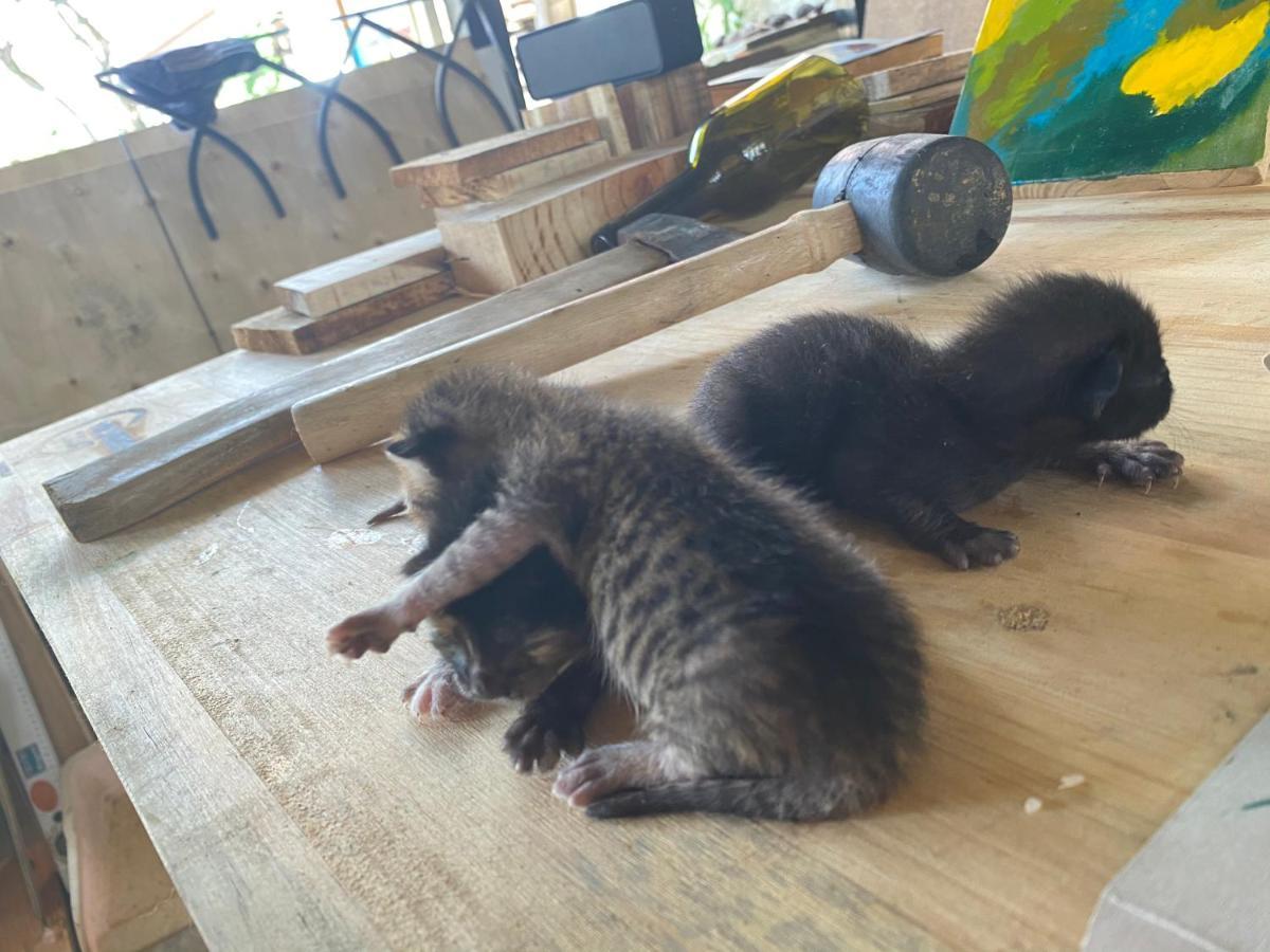 The Burrow Dalatアパートメント エクステリア 写真